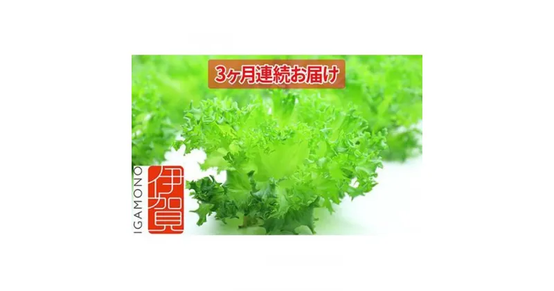 【ふるさと納税】Leaf Mie（完全人工光型植物工場レタス）約80g×25個　3ヶ月連続お届け | レタス 植物工場 シャキシャキ サラダ しゃぶしゃぶ 水耕栽培 フリルレタス 産地直送 送料無料 納税 返礼品 取り寄せ お取り寄せ 三重県 伊賀市 三重 伊賀