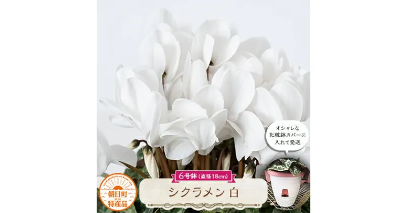 【ふるさと納税】過去に農林水産大臣賞等複数受賞…シクラメン　白色　6号鉢(直径18cm)底面給水鉢【配送不可地域：離島・北海道・沖縄県】【1220757】