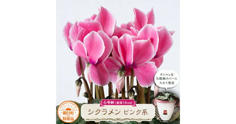 【ふるさと納税】過去に農林水産大臣賞等複数受賞…シクラメン　ピンク系色　6号鉢(直径18cm)底面給水鉢【配送不可地域：離島・北海道・沖縄県】【1220758】