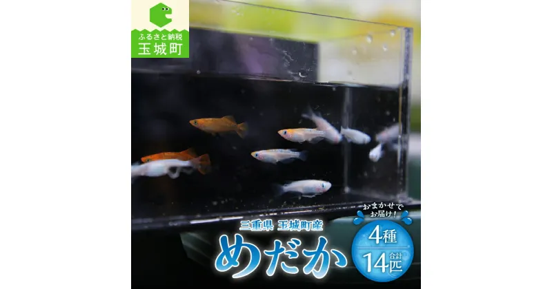 【ふるさと納税】めだか 4種 14匹 メダカ 三重県 玉城町 魚 観賞魚 観賞用 淡水魚 癒し 生き物 淡水 宮川めだかハウス 玉城町観光協会