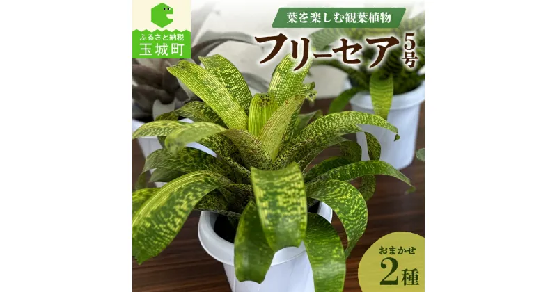 【ふるさと納税】観葉植物 フリーセア5号 お任せ2種セット ギガンテア・ノバ サウンデリシー フィエログリフィカ フェネストラリス インテリア 鉢 室内 緑 グリーン 自然 癒し 玉城町観光協会 三重県 玉城町