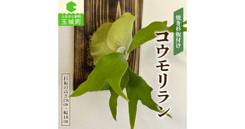 【ふるさと納税】観葉植物 コウモリラン(ビカクシダ)焼き杉板付け インテリア 鉢 室内 緑 グリーン 自然 癒し 玉城町観光協会 三重県 玉城町