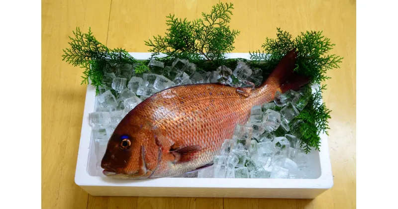 【ふるさと納税】（冷蔵） 錦産 養殖 真鯛 まるごと1匹 ／ 魚々錦 ふるさと納税 大紀ブランド 魚 たい 海鮮 海産 お取り寄せ グルメ 三重県 大紀町