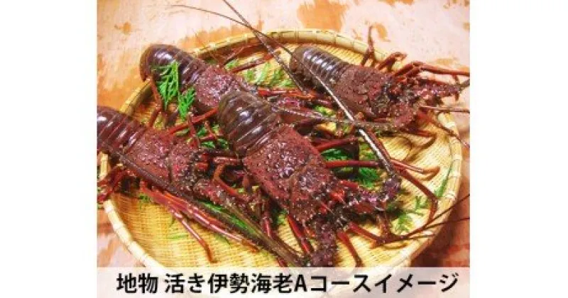 【ふるさと納税】地物　活き伊勢海老Aコース　1尾（約250〜300g）山庄水産／伊勢えび　イセエビ　海老　伊勢志摩産