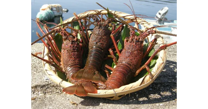 【ふるさと納税】地物　活き伊勢海老大漁コース　10〜12尾（約2800〜3000g）　山庄水産／伊勢えび　伊勢志摩