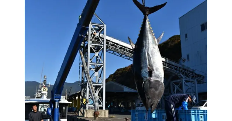 【ふるさと納税】（冷蔵）南伊勢町産　養殖　本まぐろ　1本　20～30kg／三重外湾漁業協同組合　パーティー　イベント　丸ごと　鮪　三重県　伊勢志摩