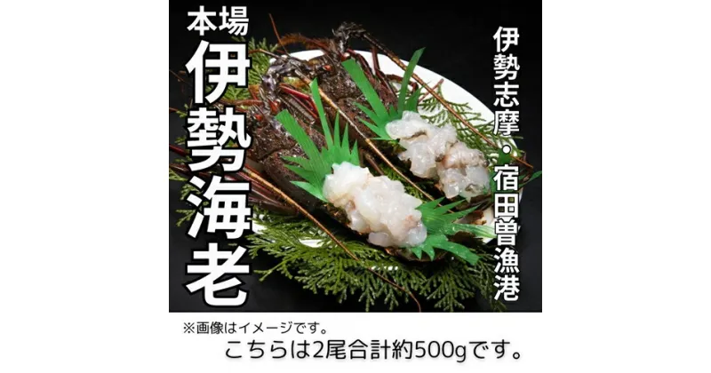 【ふるさと納税】（冷凍） 伊勢志摩産 活〆伊勢海老 2尾 姿造り 生食用 （M） ／ 丸池 伊勢えび イセエビ 特産 三重県 南伊勢町 伊勢志摩