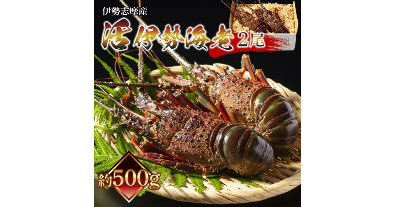 【ふるさと納税】（冷蔵） 伊勢志摩産 活伊勢海老 2尾入 約500g ／ 丸池 伊勢えび イセエビ 海の幸 三重県 南伊勢町