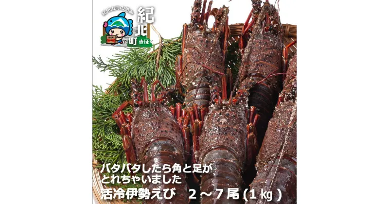 【ふるさと納税】活冷 伊勢えび 2～7尾（1.0kg）【訳あり】伊勢海老 伊勢エビ 規格外 不揃い 絶品 刺身 三重県 紀北町 紀伊長島【CC21】