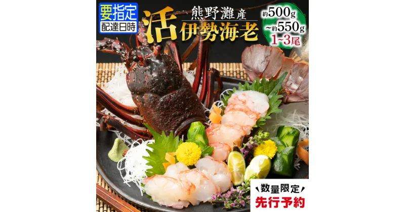 【ふるさと納税】熊野灘産活伊勢海老　御浜コース 1～3尾 約500g～550g 海鮮 魚介 伊勢海老 伊勢エビ いせえび 海老 エビ 刺身 炭火焼 味噌汁 濃厚 美味 ギフト 三重 御浜町 数量限定 送料無料