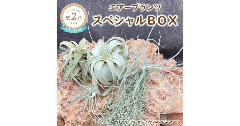 【ふるさと納税】エアープランツスペシャルBOX 希少種 ティランジア 詰め合わせ 観葉植物 植物 エアプランツ 園芸 インテリア チランジア ギフト おしゃれ ウスネオイデス キセログラフィカ コットンキャンディ マレモンティ ストレプトフィラ 三重 御浜町