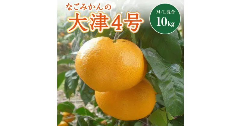 【ふるさと納税】なごみかんの大津4号 10キロ 温州みかん 三重 御浜町 フルーツ 果物 柑橘 ミカン みかん ご当地 美味 冬 10kg 送料無料