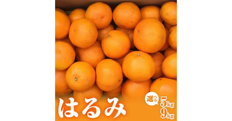 【ふるさと納税】ミカファームのはるみ 5キロ 9キロ 選べる 容量 先行予約 果物 フルーツ みかん はるみ 5kg 9kg 送料無料 冬