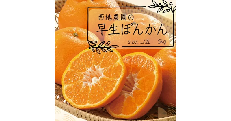 【ふるさと納税】 先行予約 L・2Lサイズのみ 西地農園の早生ぽんかん 5kg【2024年12月末から2025年1月上旬までに順次発送】 / ぽんかん 柑橘 みかん 蜜柑 ハウス 2L L 早生