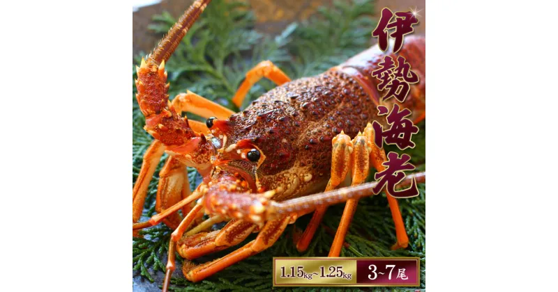 【ふるさと納税】 天然 伊勢えび（活）3〜7尾 1.15〜1.25kg 【2024年10月下旬頃から2025年1月を除く3月までに順次発送】1月は漁不可】 / 海老 伊勢エビ 伊勢海老 えび エビ 海鮮 海の幸 活 活き お取り寄せ 人気 数量限定 いせえび イセエビ