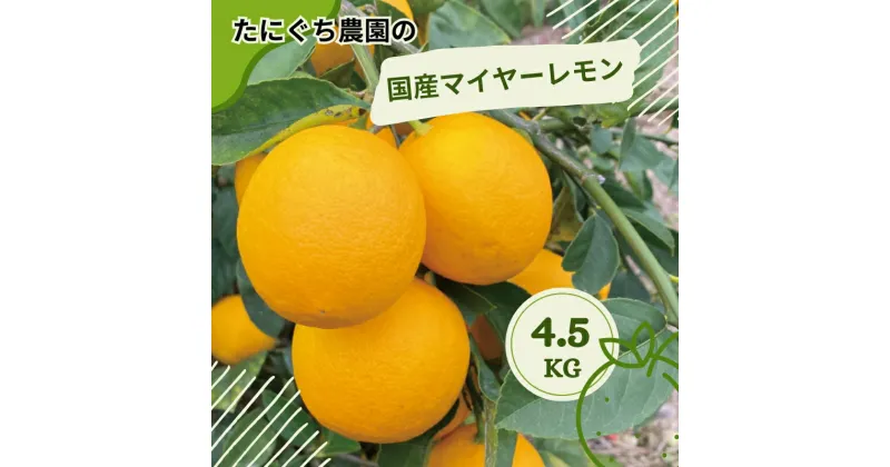 【ふるさと納税】 たにぐち農園の国産マイヤーレモン 4.5kg【2024年12月から〜2025年1月初旬の期間で順次発送致します。】 / 檸檬 レモン れもん 柑橘 国産 大容量 数量限定 ご家庭用 家庭用