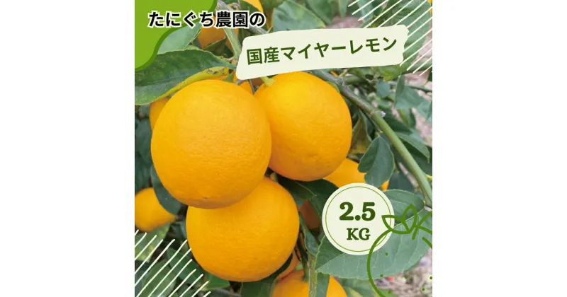 【ふるさと納税】 たにぐち農園の国産マイヤーレモン 2.5kg【2024年12月から〜2025年1月初旬の期間で順次発送致します。】 / 檸檬 レモン れもん 柑橘 国産 大容量 数量限定 ご家庭用 家庭用