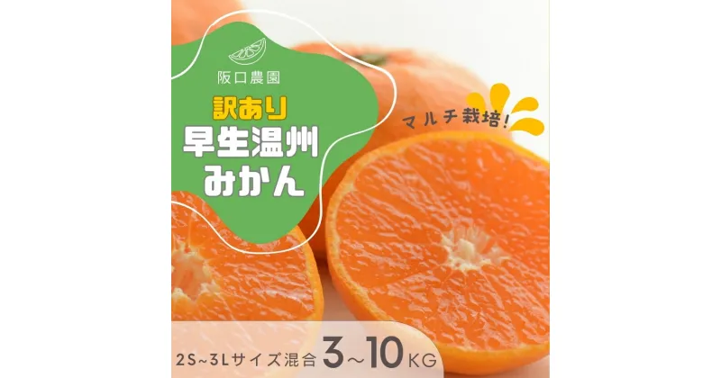 【ふるさと納税】 (先行予約) 2S~3L サイズ混合 阪口農園の 訳あり 早生温州みかん (マルチ栽培) 【3kg・5kg・10kgから選べます】【2024年12月中旬から順次発送】 / みかん 蜜柑 先行予約 数量限定 ミカン