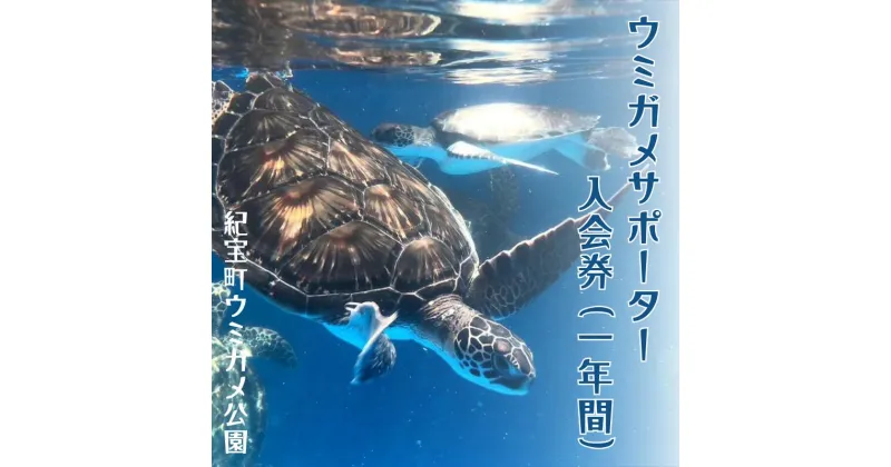 【ふるさと納税】 紀宝町ウミガメ公園 ウミガメサポーター（1年間） / ウミガメ サポーター ウミガメ公園 三重県 紀宝町 イベント 餌やり