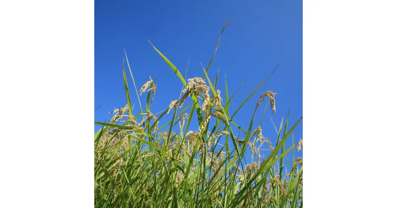 【ふるさと納税】令和6年産【新米】 滋賀県産 低農薬有機肥料栽培 コシヒカリ 白米 5kg※着日指定不可 [AQBL001]