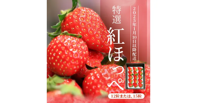 【ふるさと納税】いちご 特選 紅ほっぺ 12粒 または 15粒 甘い 果物 フルーツ 2025年1月配送 冷蔵 ほっぺたが落ちるぐらい美味しい！ お取り寄せ お取り寄せフルーツ 滋賀県 守山市 国産 送料無料