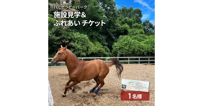 【ふるさと納税】TCCセラピーパーク施設見学＆ ふれあい チケット (1名様分) 馬 ホース ウマ 体験 セラピー　 体験チケット 体験型 動物 ホースシェルター ふれあい体験 おでかけ