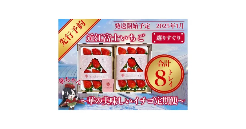 【ふるさと納税】先行予約『近江富士いちご』選りすぐり！華の美味しいイチゴ定期便【9~15粒2トレイ×4回】 | 果物 苺 フルーツ 頒布会 2×4回 8パック 新鮮 滋賀産 果物 くだもの 食品 人気 おすすめ 送料無料