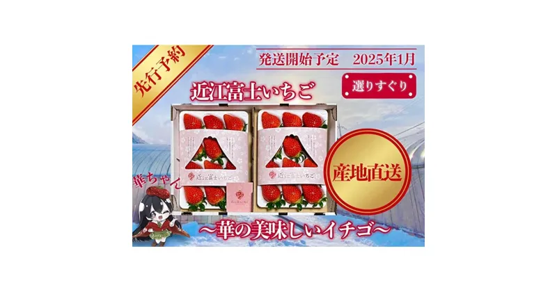 【ふるさと納税】先行予約『近江富士いちご』選りすぐり！華の美味しいイチゴ【9~15粒2トレイ】 | フルーツ くだもの 果物 三上山 鮮度 甘さ 苺 8粒以上 2トレイ 人気 おすすめ 送料無料