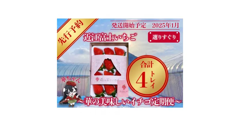 【ふるさと納税】先行予約『近江富士いちご』選りすぐり！華の美味しいイチゴ定期便【9~15粒1トレイ×4回】