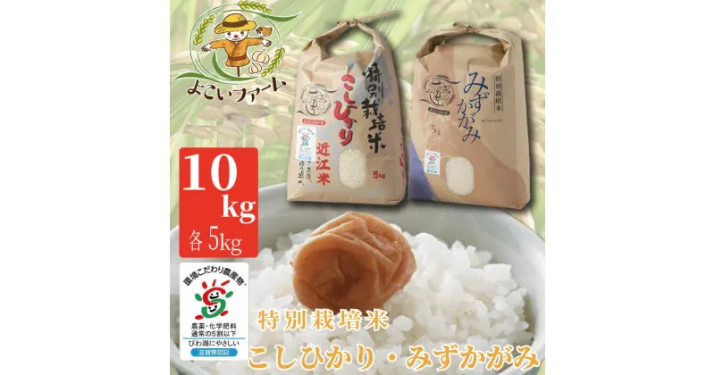 【ふるさと納税】【C-539】【令和6年産　新米】よこいファーム 特別栽培米食べ比べセット　こしひかり　みずかがみ　計10kg（各5kg）［高島屋選定品］※9月中旬以降順次、令和6年産新米をお届けいたします。