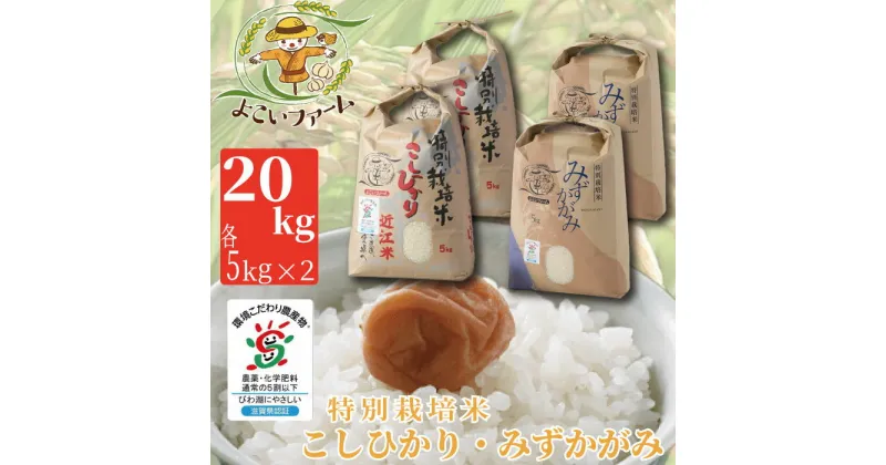 【ふるさと納税】【C-540】【令和6年産　新米】よこいファーム 特別栽培米食べ比べセット　こしひかり　みずかがみ　 計20kg（各5kg×2） ［高島屋選定品］※9月中旬以降順次、令和6年産新米をお届けいたします。