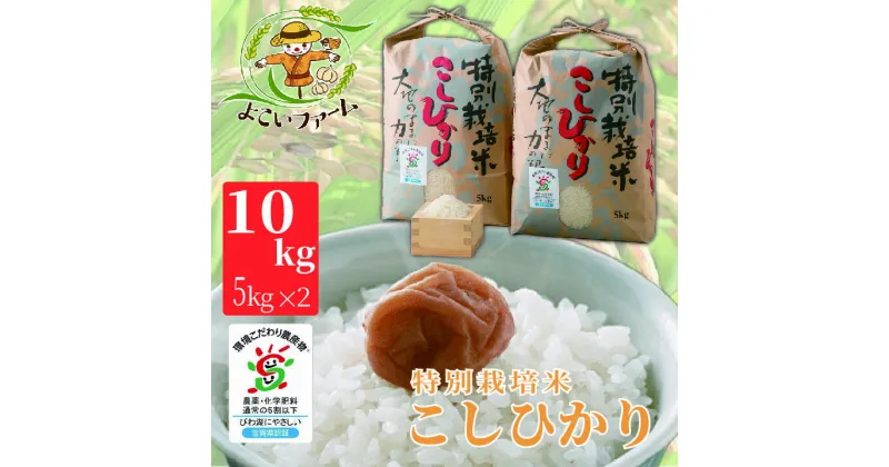 【ふるさと納税】【C-546】【令和6年産　新米】よこいファーム 特別栽培米コシヒカリA　10kg（5kg×2） ［高島屋選定品］※9月中旬以降順次、令和6年産新米をお届けいたします。