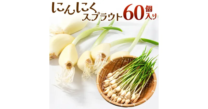 【ふるさと納税】 にんにくスプラウト(60個人り)　にんにく ニンニク スプラウト すぷらうと 天麩羅 てんぷら 楽天 寄付 返礼品 お歳暮 ギフト プレゼント お祝い 贈り物 ふるさと納税 滋賀県 東近江 近江A04　グリーンラボ近江