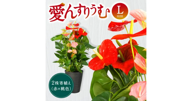 【ふるさと納税】 愛んすりうむ（アンスリウム）L（2株寄植え／大） 花 きれい お中元 自宅用 家庭用 国産 冷蔵 楽天 返礼品 寄付 お歳暮 お祝い 贈り物 故郷納税 滋賀県 東近江 近江 C17 湖東フラワー