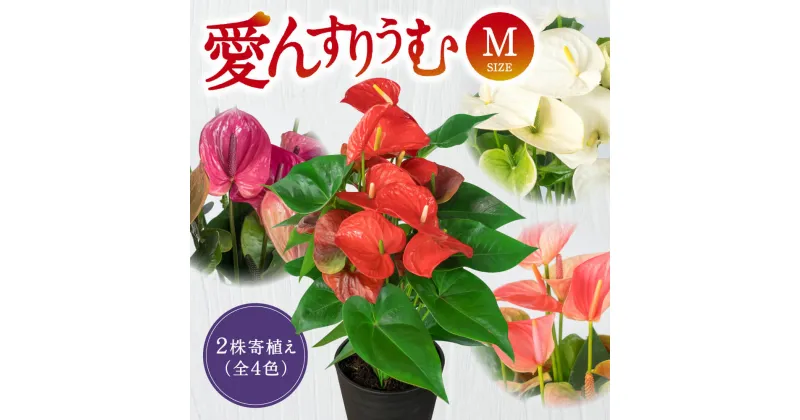 【ふるさと納税】 愛んすりうむ（アンスリウム）M（2株寄植え） 花 きれい お中元 自宅用 家庭用 国産 冷蔵 楽天 返礼品 寄付 お歳暮 お祝い 贈り物 故郷納税 滋賀県 東近江 近江 B-B05 湖東フラワー