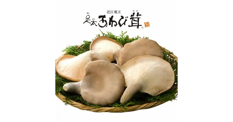 【ふるさと納税】 あわび茸 生 1kg 希少 きのこ 足太 あわび 茸 キノコ あわびだけ あわびたけ 野菜 国産 野菜 食材 健康 滋賀県 竜王町 送料無料 贈り物 ギフト 産地直送