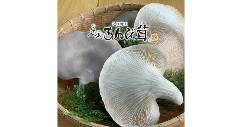 【ふるさと納税】 あわび茸 生 250g 希少 きのこ 足太 あわび 茸 キノコ 国産 野菜 食材 健康 滋賀県 竜王町 贈り物 ギフト 産地直送 5000円以下 あわびたけ あわびだけ