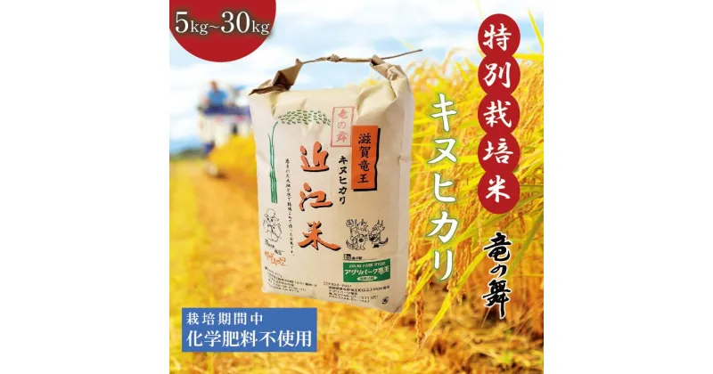 【ふるさと納税】 新米 キヌヒカリ 白米 10kg 2024年産 竜の舞 化学肥料不使用 特別栽培米 国産 安心 安全 近江米 米 お米 白米 お弁当 玄米 産地直送 滋賀県 竜王町 送料無料