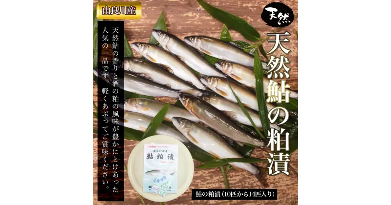 【ふるさと納税】 【由良川産】天然鮎の粕漬 ふるさと納税 鮎 あゆ 天然 京都府 福知山市 FCF002