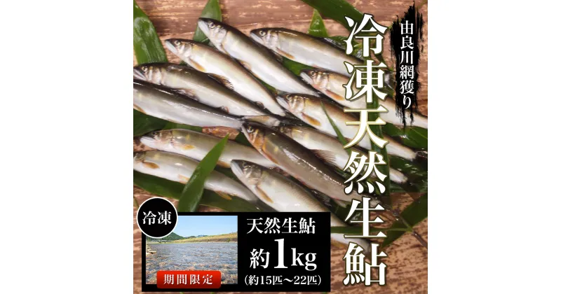 【ふるさと納税】由良川の冷凍天然生鮎　約1kg【網獲り】（約15匹～22匹）ふるさと納税 鮎 あゆ 天然 天然生鮎 生鮎 アユ 塩焼き 天然鮎 天然あゆ 天然アユ 川魚 由良川 京都府 福知山市 FCF006