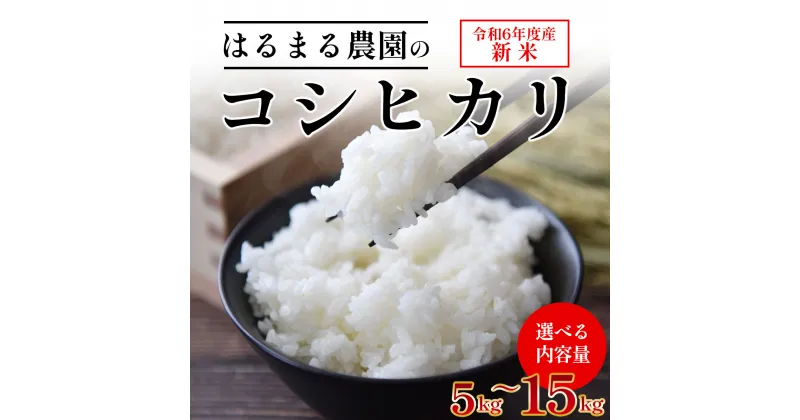 【ふるさと納税】【令和6年産新米】京都丹波福知山産 はるまる農園のコシヒカリ【選べる内容量 5kg・10kg・15kg】ふるさと納税 精米 米 こめ ご飯 ごはん 白米 コシヒカリ こしひかり 特別栽培米