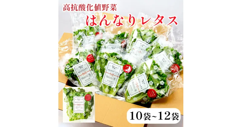 【ふるさと納税】 みらい乃野菜 はんなりレタス 10袋+2袋 12袋 720g レタス ケール おケールはん 袋入 【送料無料】 水耕栽培 野菜 れたす 葉物 サラダ 高抗酸化値 低硝酸態窒素 小分け 小袋 そのまま 食べれる 健康 身体にやさしい お試し 贈答 熨斗