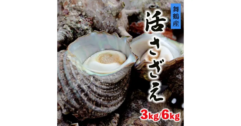 【ふるさと納税】 活 さざえ 3kg / 6kg 舞鶴産 京都産 サザエ 生 栄螺 壺焼き つぼ焼き お刺身 海鮮BBQ 海鮮バーベキュー bbq バーベキュー 貝 海鮮 魚介 巻き貝