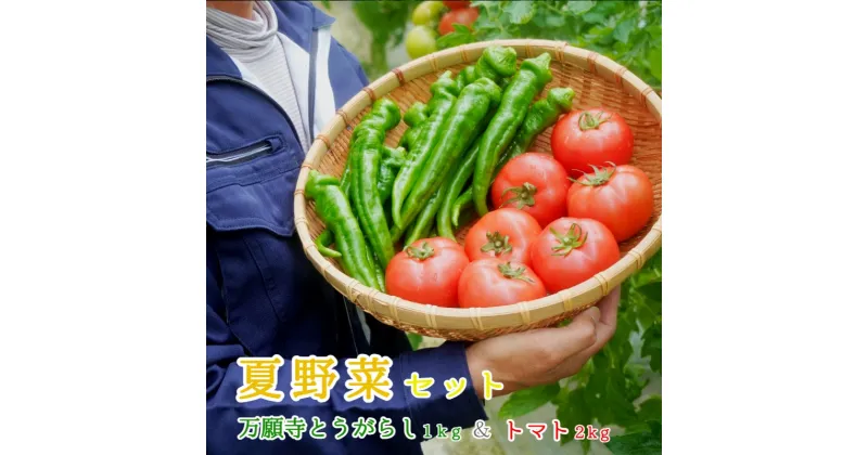 【ふるさと納税】 夏野菜セット 辛くない 万願寺とうがらし1kg トマト2kg 化粧箱入 夏野菜 セット 野菜 万願寺とうがらし とまと 合計3kg 農家直送 盛り合わせ 京都 舞鶴 嵯峨根農園 【送料無料】