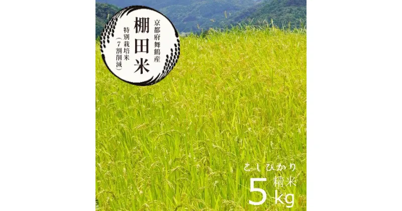 【ふるさと納税】 【 新米発送開始 】 棚田米 5kg コシヒカリ 特別栽培米 7割削減 令和6年産 新米 精米 こしひかり ごはん 白米 米 おこめ 京都府産 【送料無料】 農家直送 生産者直送