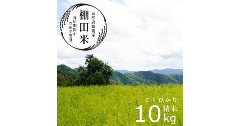 【ふるさと納税】 【 新米 】 栽培期間中農薬不使用 コシヒカリ 10kg 棚田米 白米 お米 おにぎり お弁当 ブランド米 京都 舞鶴舞鶴 京都産 こしひかり 10キロ 精米 ごはん 農家直送 生産者直送