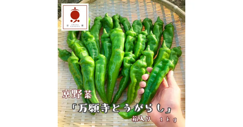 【ふるさと納税】 京野菜 「万願寺とうがらし」 からくない！肉厚甘い 逸品 箱入り 1kg 2〜4人用 【送料無料】 【2024年7月より発送】