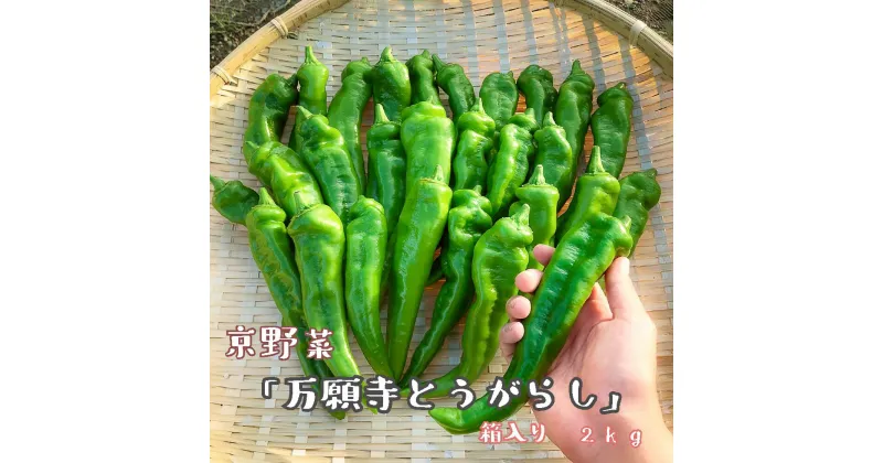 【ふるさと納税】 京野菜 「万願寺とうがらし」 からくない！肉厚甘い 逸品 箱入り 2kg 4人用以上 【送料無料】 【2024年7月発送】