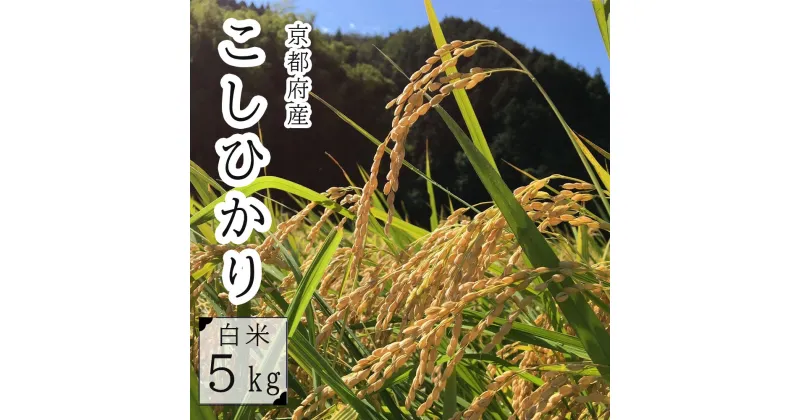 【ふるさと納税】 【 令和6年度産 新米 発送開始 】 コシヒカリ 5kg 精米 京都産 舞鶴 お米 米 ごはん 白米 こしひかり 農家直送 生産者直送