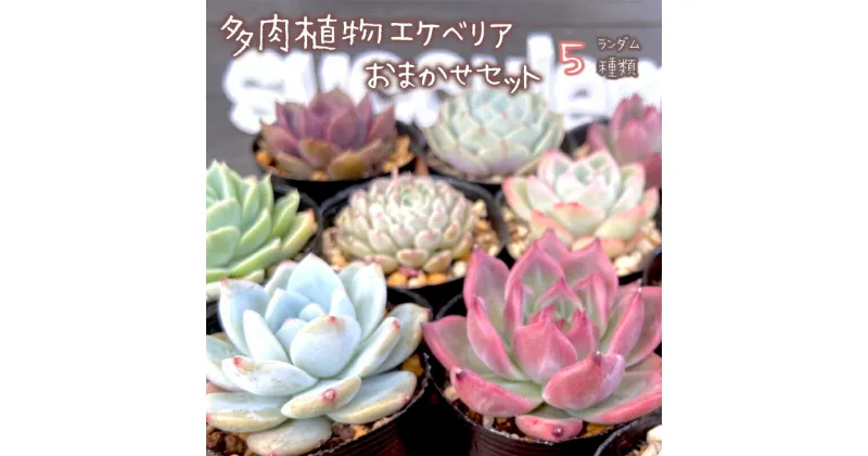 【ふるさと納税】 多肉植物 エケベリア おまかせ セット 詰め合わせ 5種 観葉植物 【先行予約】 【選べる発送月】 植物 苗 多肉 観葉植物 種類 色々 ランダム アソート 農園直送 栽培 ガーデニング 寄せ植え用 韓国苗 京都府 舞鶴市 多肉専科 イロニカル